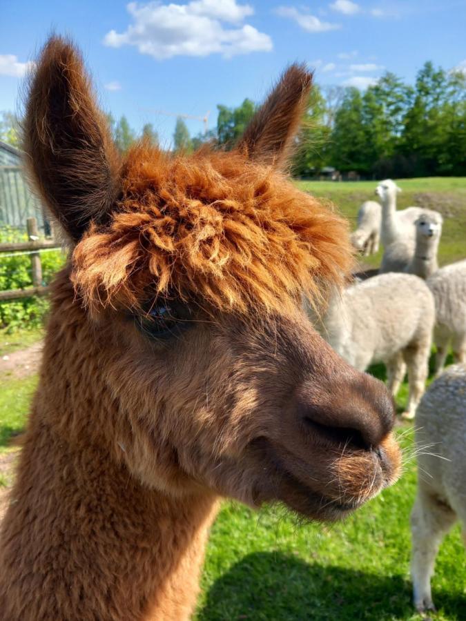 Slapen Bij Alpacas Apartment Beerse Luaran gambar