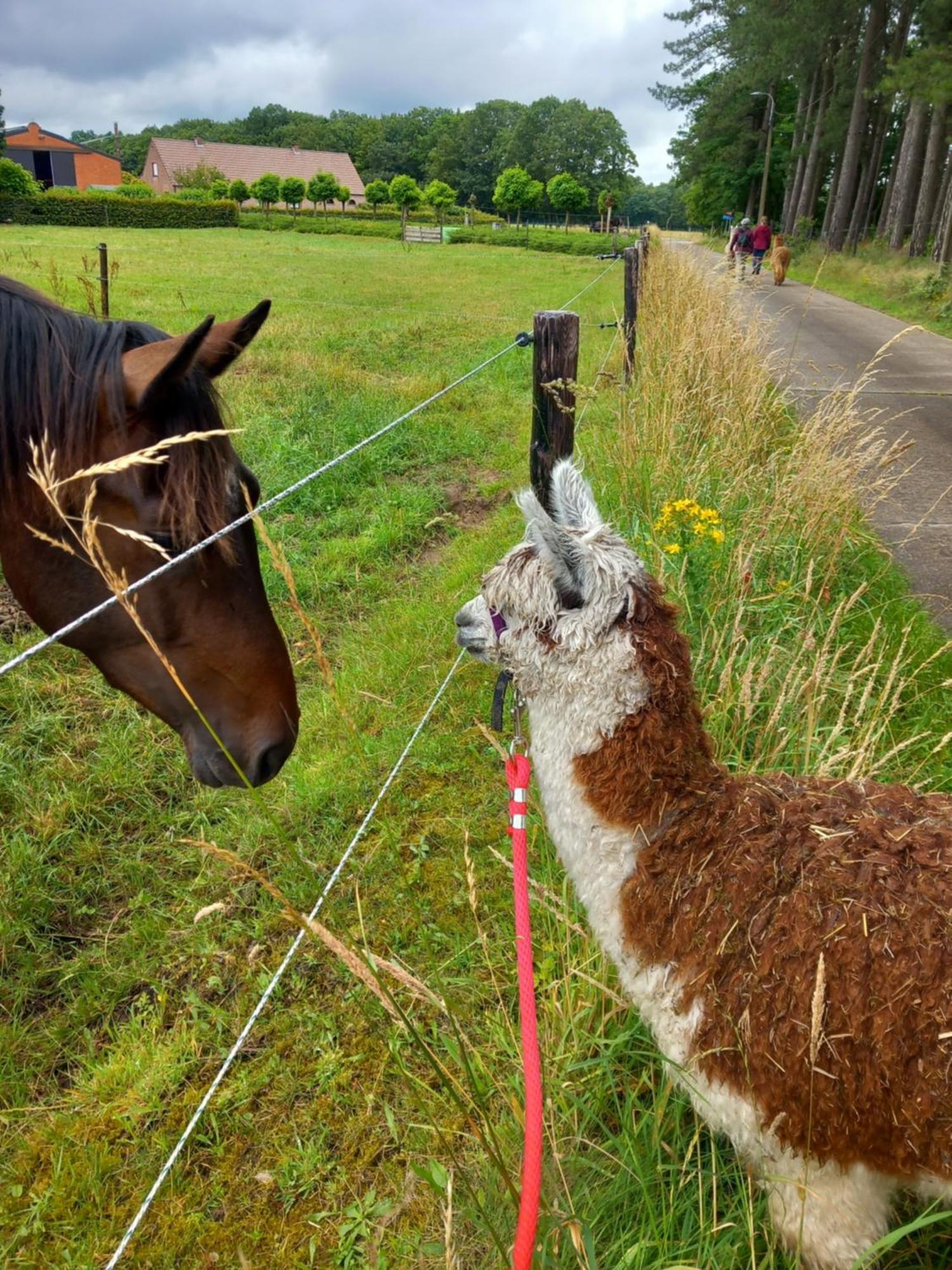 Slapen Bij Alpacas Apartment Beerse Luaran gambar
